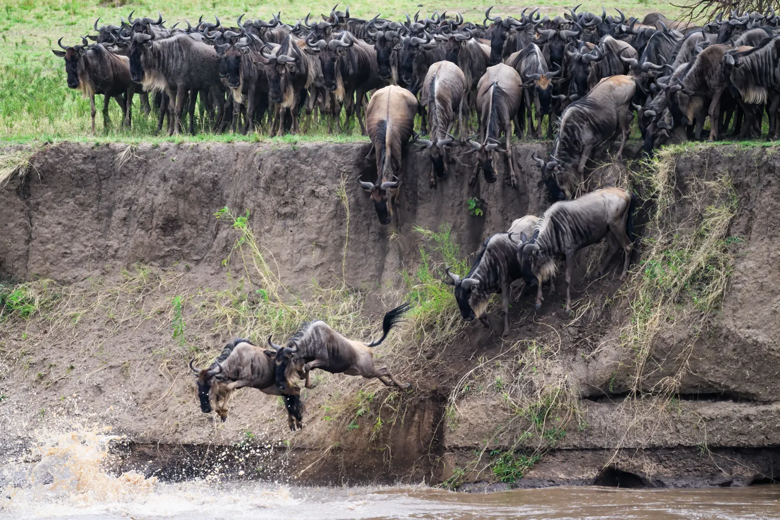 Wildebeest crossing the Mara River in Kenya
